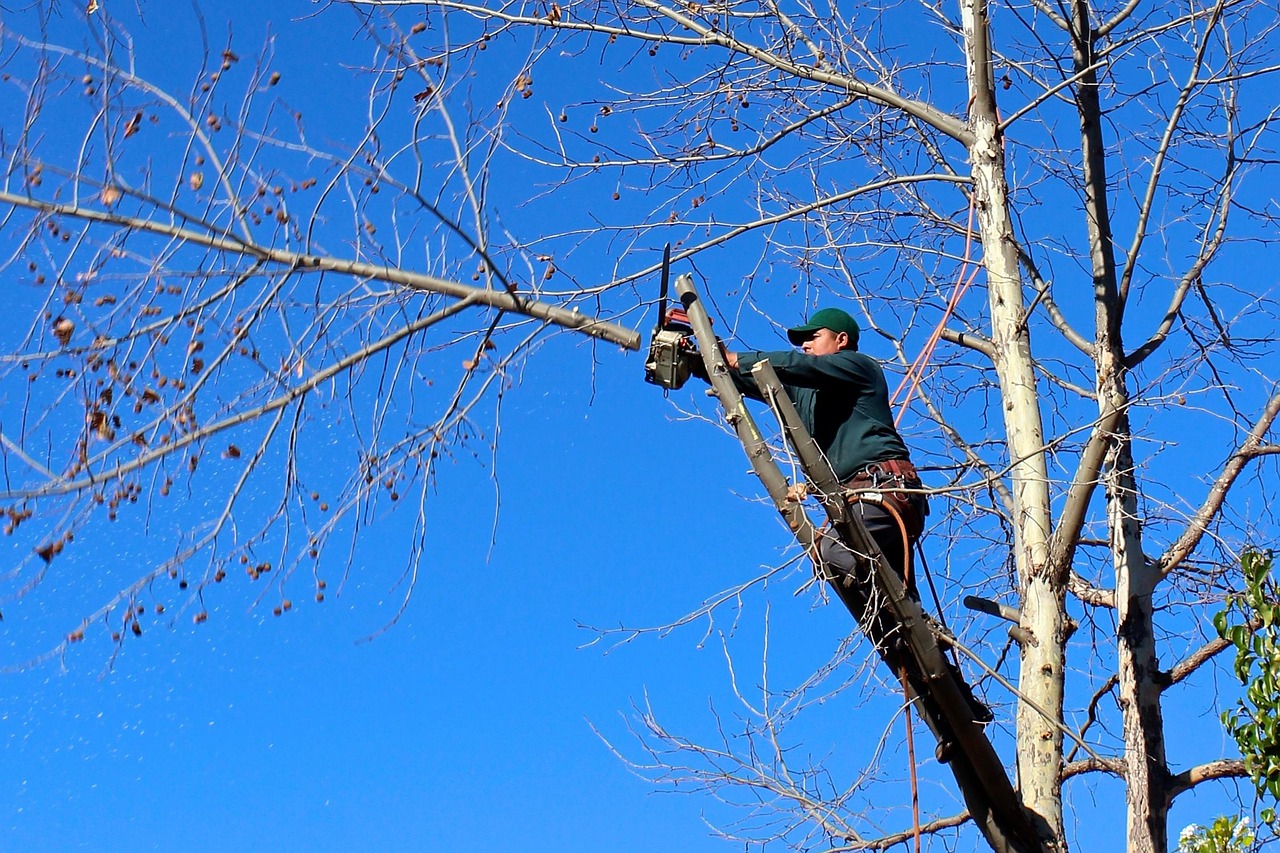 Longview, TX yard tree inspected before storm season